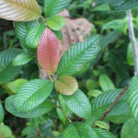 Tetracera sarmentosa (L.) Vahl